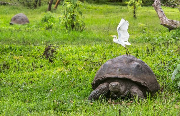 Galรกpagos Islands, Ecuador