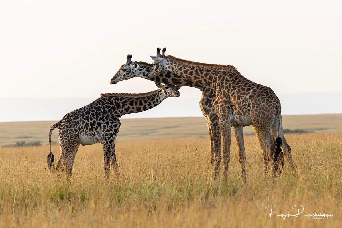 Maasai Mara, Kenya